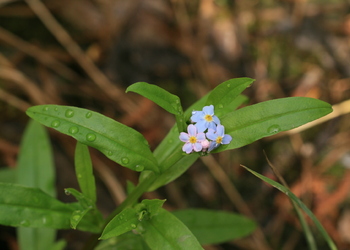 Sumpf-Vergissmeinnicht (Myosotis scorpioides) - © Emanuel Trummer